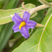 Solanum gomphodes - Photo (c) Morten Ross, some rights reserved (CC BY-NC), uploaded by Morten Ross