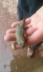 Sceloporus occidentalis
