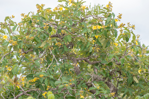 Qualea grandiflora (Qualea grandiflora)