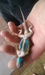 Sceloporus occidentalis