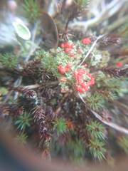 Cladonia pleurota