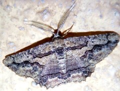 Menophra japygiaria