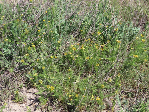Image of Adonis microcarpa by (c) Juan C. Espinosa, some rights reserved (CC BY)