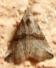 Zebeeba falsalis