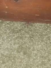 Lycosidae