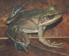 Lithobates palmipes