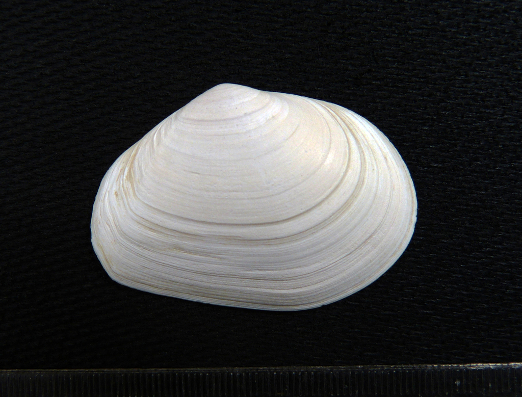 Asthenometis