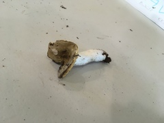 Russula pseudotsugarum