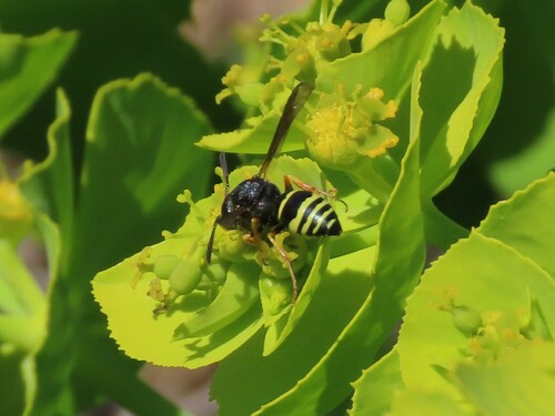Odynerus dusmeticus