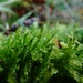 Lindberg's Hypnum Moss - Photo (c) William Van Hemessen, some rights reserved (CC BY-NC), uploaded by William Van Hemessen