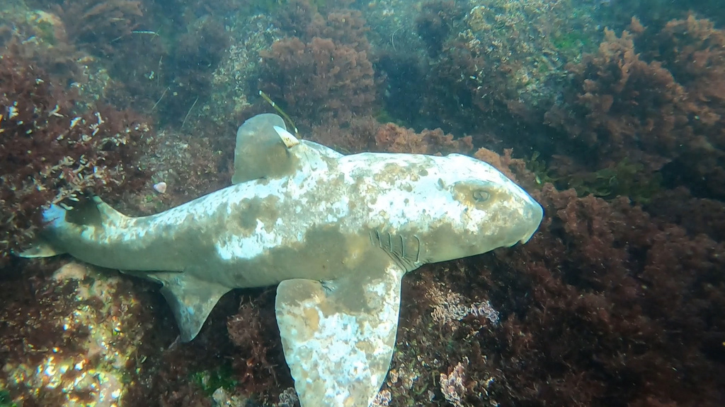 Horn shark (Heterodontus francisci) — Heterodontidae