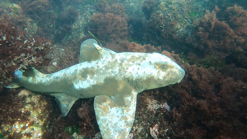 Horn shark (Heterodontus francisci) — Heterodontidae