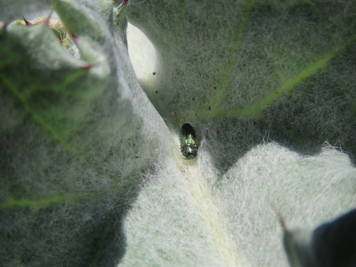Meliboeus amethystinus