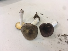 Russula pseudotsugarum