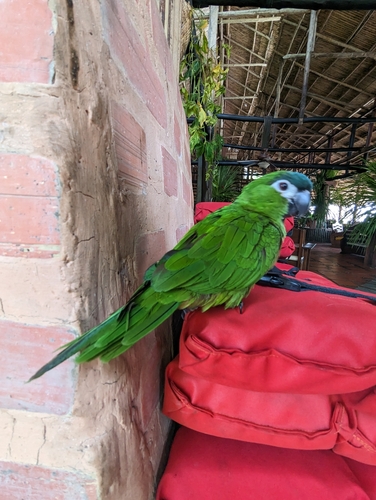 Red-shouldered Macaw