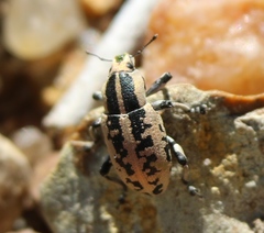 Eudiagogus rosenschoeldi