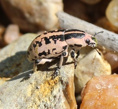 Eudiagogus rosenschoeldi