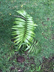 Dypsis hovomantsina