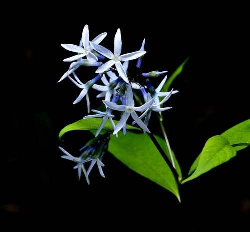 eastern bluestar (Amsonia tabernaemontana var. gattingeri)