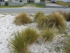 Poa cita