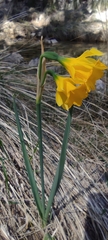 Long-spurred Narcissus (Narcissus longispathus)