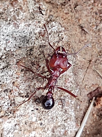 Amoimyrmex