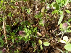 Trifolium ligusticum image