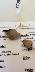 Coprinellus sclerocystidiosus