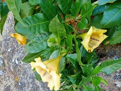 Solandra maxima image