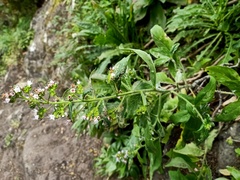 Echium strictum subsp. strictum image