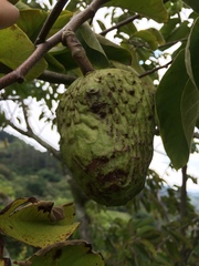 Annona muricata