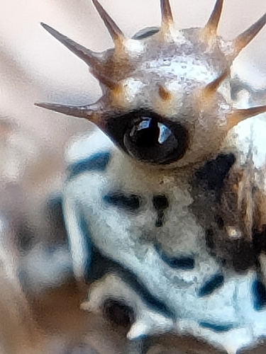 Megabunus diadema
