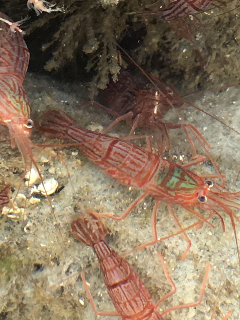 Photo of Red Cleaner Shrimp (Lysmata wurdemanni)
