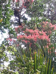 Metrosideros carminea