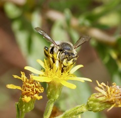 Anthidium