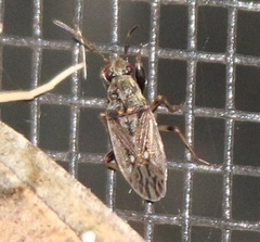 Pseudopachybrachius basalis