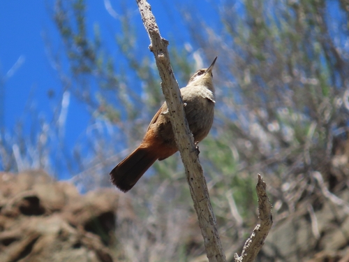 Crag Chilia (Ochetorhynchus melanurus), photo 8