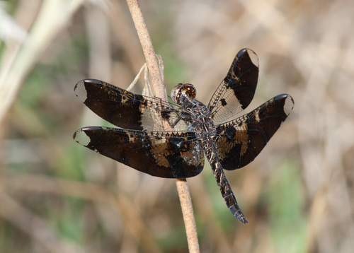 Filigree Skimmer