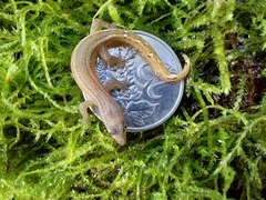 Tobago Least Gecko photo 2