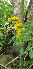 Solidago