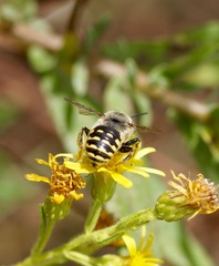 Anthidium