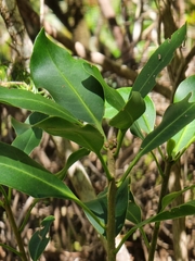 Pittosporum coriaceum image