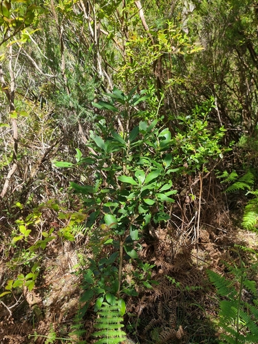 Image of Pittosporum coriaceum by (c) Vítor Jorge, some rights reserved (CC BY)