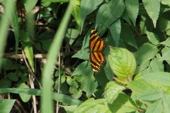 Eresia phillyra phillyra