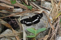 Castilia griseobasalis