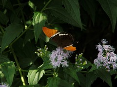 Siproeta epaphus epaphus