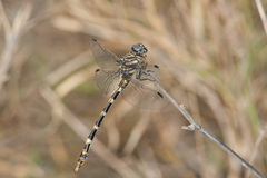 Phyllogomphoides albrighti