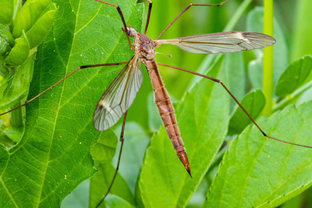 Common Crane Flies from Lewisville, TX, USA on April 7, 2023 at 01:17 ...