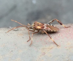 Leptoglossus occidentalis