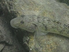 River Goby photo 3